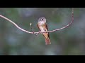 ♪鳥くん野鳥動画（タイthai ssi）ミヤマビタキferruginous flycatcherjo6a5365.