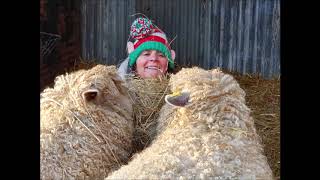 Leicester Longwool Sheep - Rare Breed Animals