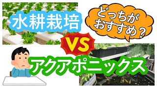 水耕栽培VSアクアポニックス！結局どちらがおすすめ？