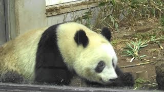 シャンシャン お池にはまって～ドドドドドーッ！　Panda Cub Ueno Zoo 17 Apr 2019