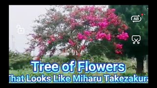 The Tree of Flowers That Looks Like Miharu Takezakura Cherry Blossom ..