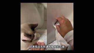 3步让猫咪🐱爱上剪指甲，小猫喜欢玩，让它觉得是好玩的事情，它就愿意陪你一起做，若让它害怕了，它就会逃跑