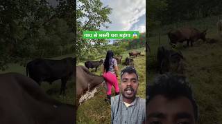 गाय के साथ मस्ती || funny videos 🤣 #cow #animals #farm #funny #nature #calf #ytshorts #shorts #fun