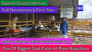 Superior Quality Collection Full Gulabi Goats Biggest Farm Tour || A1 Goat Farm Pipar Rajasthan ||