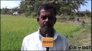 கன்னியாகுமரி மாவட்டத்தில் விவசாயிகள் கவலை - Dinamalar Feb 5th 2015 Tamil Video News