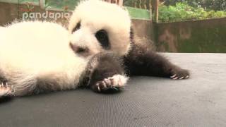 Panda cubs’ wrestle match