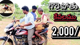 How to sheep reacting videos||గొర్రె పోతు 2,000/in Telugu @nagaraj videos