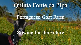 A Portuguese Goat Farm - Sowing for the future. Sowing Triticale and Lupins for the Milking Goats.