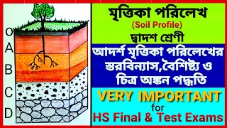 মৃত্তিকা পরিলেখ এর চিত্র সহ বিবরন/Soil Profile/ Class 12 Geography