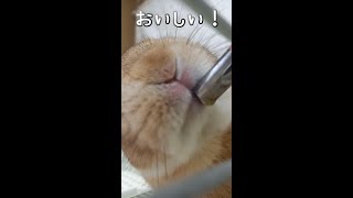 お水が美味しかったときのうさぎさんの満足そうなペロペロが可愛いです　Pop is drinking water. very cute.【うさぎカフェ ぽっぷ Pop】 #Shorts