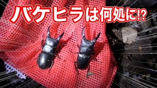 【昆虫採集】バケヒラは何処に⁈ 仕事帰りのクワガタチェック〜！【ヒラタクワガタ】【クワガタ】東海エリア【愛知県】