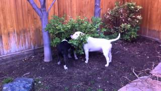 (Schatzi and Zita) bull terriers trancing or ghost walking