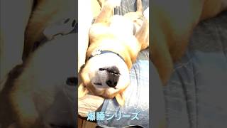 とにかく眠い柴犬ロン