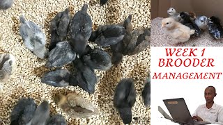 03. 1st Week Brooder Management for Kuroiler and Local Chicks.