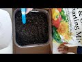 طریقه کشت توت زمینی در خانه ؟ آموز کاشت توت فرهنگی how to grow strawberries at home