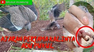 memikat burung tekukur MENEGANGKAN pertama kalinya ajaran ada kontak fisik dgn BL. #tekukurleuweung