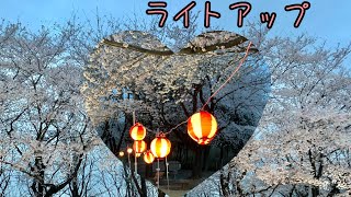 関東の夜桜名所、お花見観光 Japan night Cherry blossom