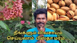 Exotic Fruits:1 | வீட்டில் வளர்க்கலாம் பிஸ்தா மரம் | Pista nut cultivation Tamil #பிஸ்தா மர வளர்ப்பு