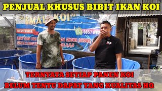 PENJUAL KHUSUS BIBIT KOI SHOWA & SHIRO HARGA MULAI 1000 PERAK HINGGA 25 RIBU SMALL KOI TULUNGAGUNG