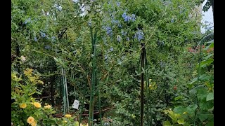 橄榄树棒棒糖，叶子灰绿色很好看，河南大雨地栽的花卉都泡死了