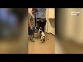 joyous moments lost dogs reunite with their humans animalkind