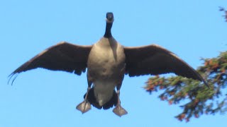 Canada Geese HONKING LANDING Angry at Each Other