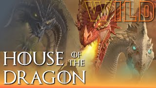 The 3 Wild Dragons (House of the Dragon Lore)