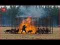 How Farmers and Hunters Deal with Millions of Wolves with Guns | Farming Documentary