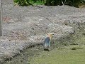 chinese pond heron = นกยางกรอกพันธุ์จีน