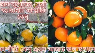 টবে রোপণ করে দিলাম কাশ্মীরি কেনু।। টবে কীভাবে সাইট্রাস জাতীয় গাছ রোপণ করবেন??  Kashmir kinnow .