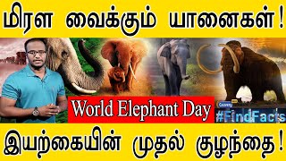 மிரள வைக்கும் யானைகள்! | World Elephant Day | இயற்கையின் முதல் குழந்தை! | Karthick MaayaKumar |