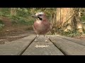 video s voor katten om naar te kijken 8 hour birds bonanza cat tv bird watch