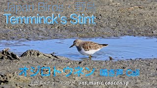 チリリ・・・　オジロトウネンの鳴き声 / Temminck's Stint