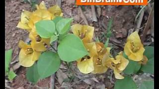 Flowers in Thalassery