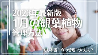 【2023最新版】1月の観葉植物管理方法＊寒い冬を乗り切るコツ