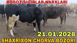 Андижон шахрихон чорва мол бозори богоз сигирлар нархлари Andijon shaxrixon xoldanbek chorva mol