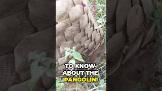 Top 10 facts about Pangolin!