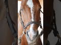 If you look a horse in the eyes do they get mad? | University of Tampa Equestrian Club