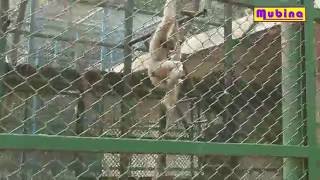 ঢাকা চিড়িয়াখানায় উল্লুকের কান্ড দেখুন Dhaka Zoo Part 02 HD