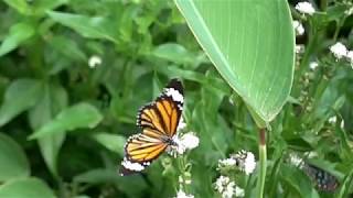 Slow motion  Flying butterfly　蝶の舞　スローモーション