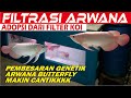 ARWANA SUPER RED BUTTERFLY MEWAH DI KOLAM FIBER SISTEM FILTRASI KOI MAKIN CANTIK