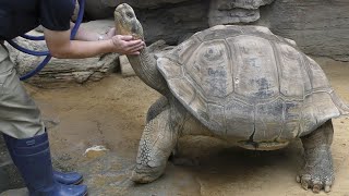 ガラパゴスゾウガメ太郎さんと飼育員さん　Galapagos giant tortoise Taro eating　2022年 9月 1日撮影