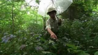 アジサイの魅力を伝えたい！－森林植物園・福本さん