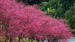 2019.02內湖樂活公園二區-八重櫻爆開!美不勝收.228假期賞櫻期! Beautiful cherry blossom