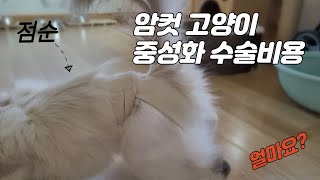 고양이 중성화 수술비용은 얼마일까 ?