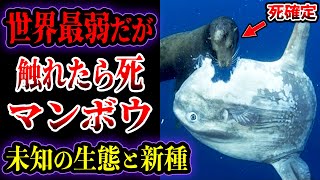 【ゆっくり解説】触れたら死…最弱生物マンボウに触れてはいけない理由がヤバい…未だ未知の巨大マンボウの生態と近年発見された新種マンボウについて【危険生物】