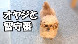 【なぜこうなる？】料理教室に行く日のパパと犬の留守番の様子（泣）