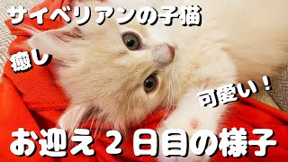 サイベリアンのぷーちゃん2日目の様子