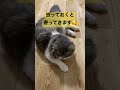 【猫動画】可愛さmax！撫でろアピールがすごい子猫 shorts