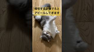 【猫動画】可愛さMAX！撫でろアピールがすごい子猫 #shorts